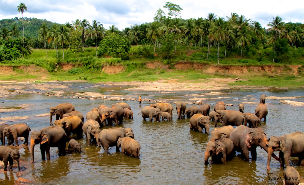 Elephant Bath