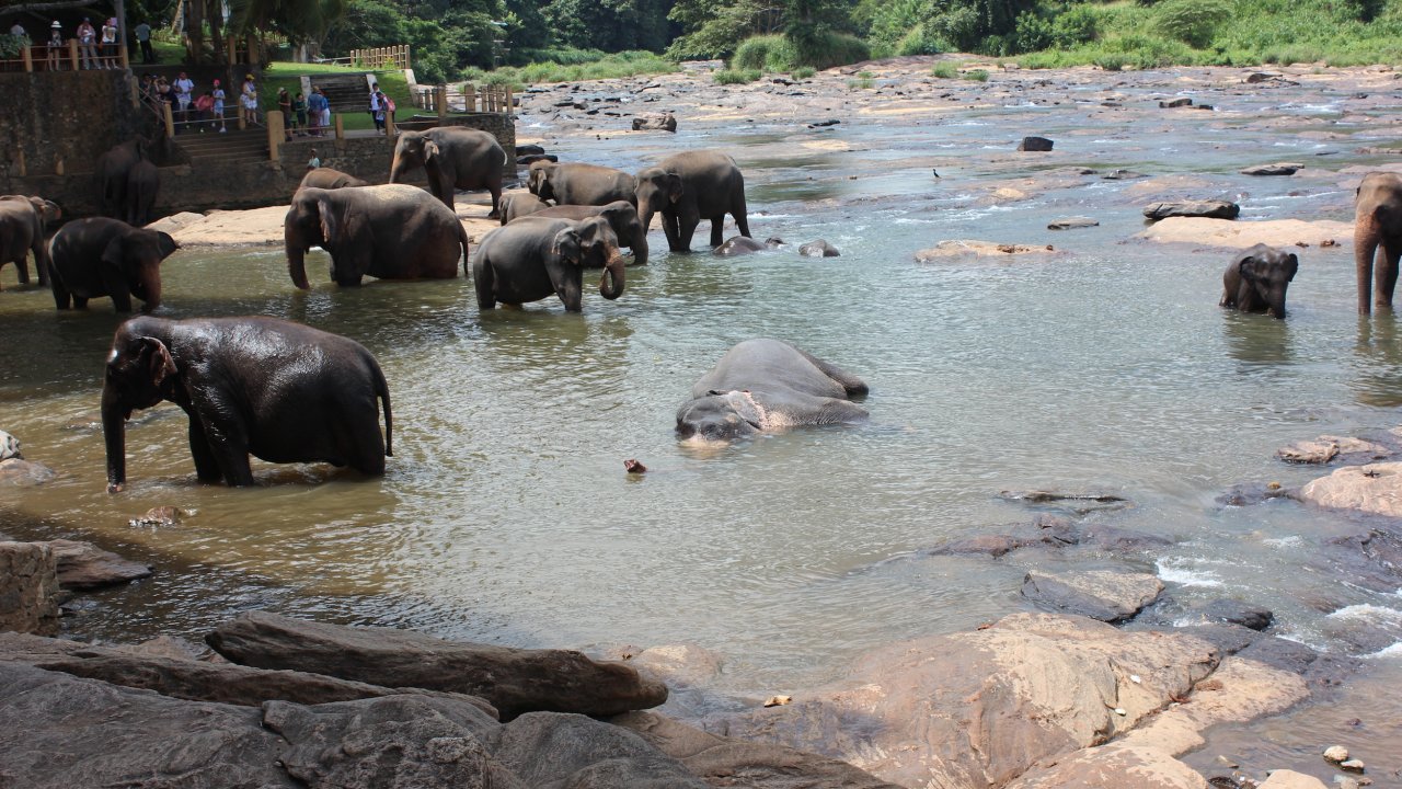 Elephant Bath