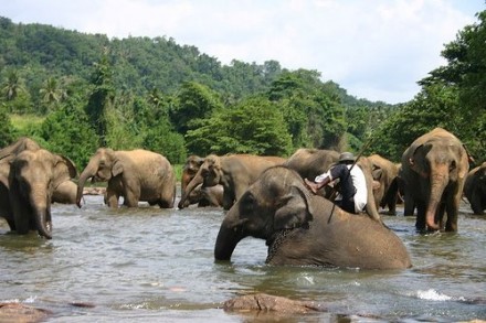 Elephant Bath