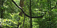 Rain Forest