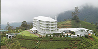 Tea plantation