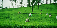 Tea plantation