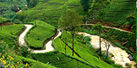 Tea plantation