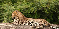 Wild Leopard At Yala National Park